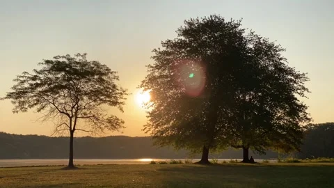 Sun rises through trees Stock Footage 284873095