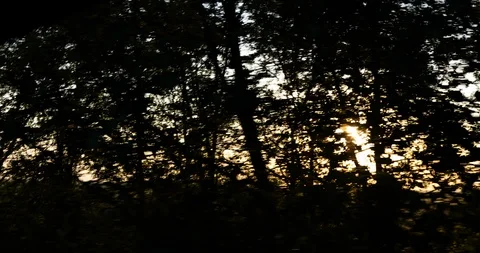 The sun rises through the treetops Stockbeeldmateriaal 116169523