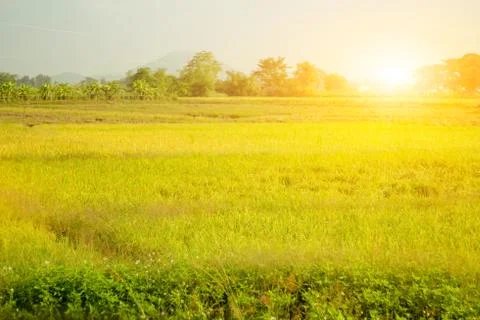 Sun rises through the yellow fields. Stock Photos