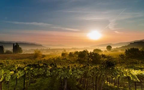 The sun rises in the vineyards and dissolves the mist. Stock Photos