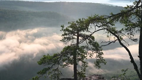 Sun rising above the clouds over a forest Vídeos de archivo 311870064