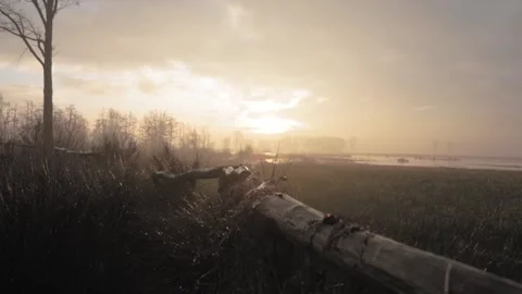 Sun rising above misty fields from fallen tree trunk Stock Footage 292924467
