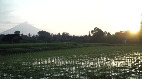 Sun is rising above the rice fields 動画素材 133654223