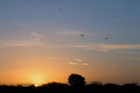 Sun rising from behind cloud, with gulls overhead. Stock Photos