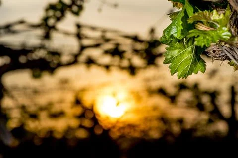Sun rising behind new grape vine growth in a vineyard Stock Photos