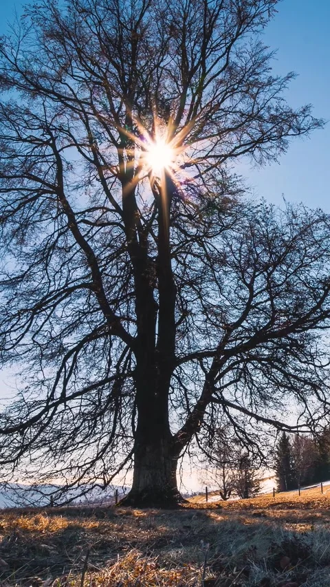 Sun Rising Behind Old Beech Tree in Spring Morning Nature Stock Footage 320139619