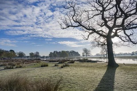 Sun rising  behind the tree Fotos Stock