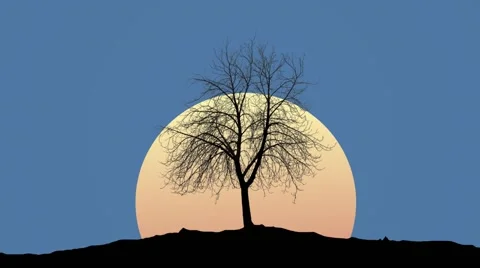 Sun Rising Behind Tree Silhouette Animat Stock Video Pond5 Sun Rising Behind Tree Silhouette Animat Stock Video Pond5