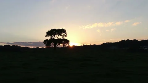 Sun Rising Behind a Tree, UK Stock Footage 131155321