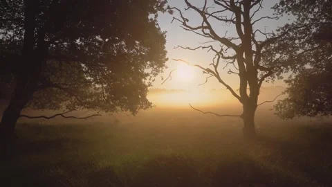 Sun rising behind trees casting long shadows Stock Footage 292924305