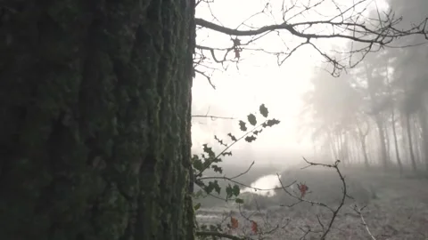 Sun rising behind trees emerging from fog in forest Video stock 293082741