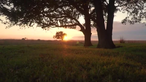 Sun rising behind trees in rural landscape Stock Footage 292924246
