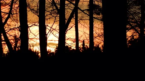 Sun rising between trees in North Carolina forest, timelapse Stock Footage 146953482