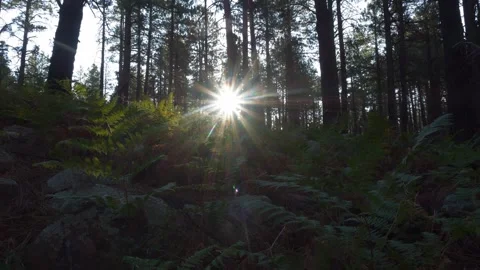 The sun rising beyond a patch of ferns in the forest Stock Footage 343864163