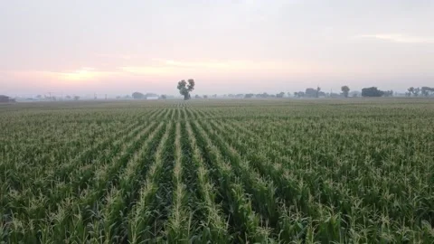 Sun rising in field Video stock 178603571