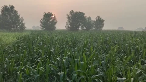 Sun rising from fields Stockbeeldmateriaal 168173527