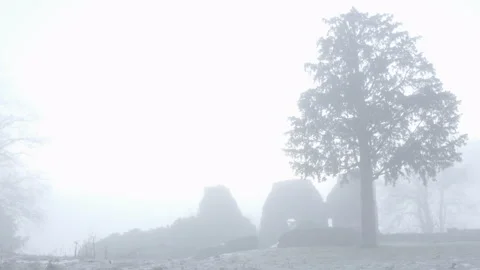 Sun Rising In A Forest With Fog Stock Footage 264610793