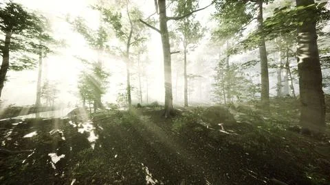 Sun rising in a forest with fog Stock Illustration