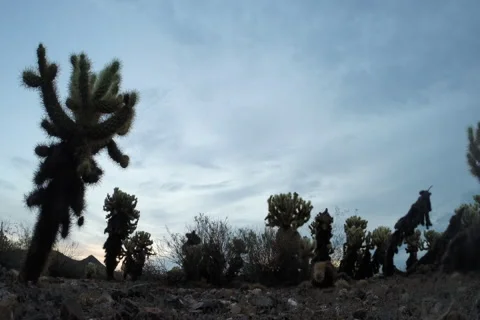 Sun Rising Over Cholla Cactus Stock Footage 40596538