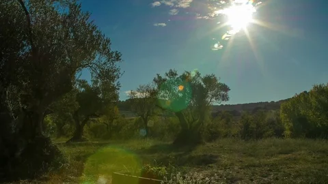 Sun Rising over a field of Olive Trees. Time Lapse. Zoom In Stock Footage 89637462