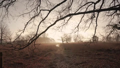 Sun rising over misty path through winter forest Video stock 292924409