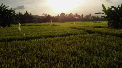 Sun Rising over Rice Field Aerial, Bali Stock Footage 147294887