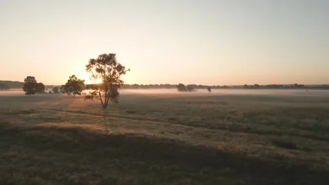 Sun rising over trees covering horizon with fog Stockbeeldmateriaal 293158616