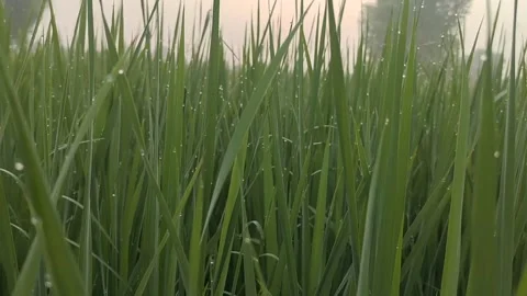 Sun Rising scene from green fields Stockbeeldmateriaal 168172947