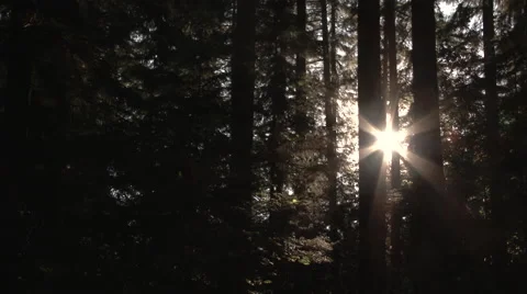 Sun Rising Through Forest Timelapse Video stock 64632553