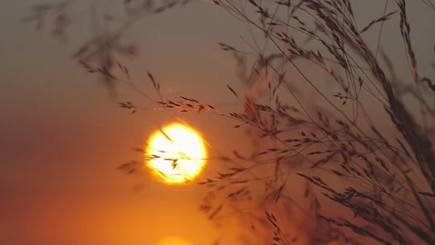 Sun rising through some leafs 스톡 동영상 88297646