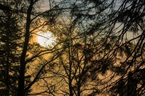 Sun rising through trees and fog Stock Photos