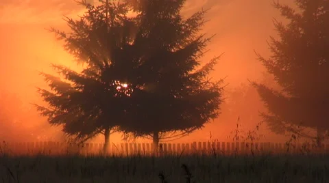 Sun rising through trees Stock Footage 64985038