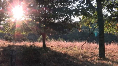 Sun rising through the trees over a mountain field timelapse Stock Footage 116753640