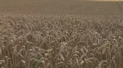 Sun rolls over wheat 3 Stock Footage 11431375