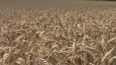 Sun rolls over wheat / corn 2 Stock Footage 11431443