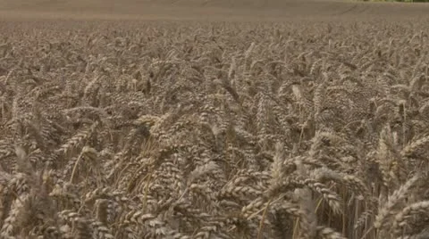 Sun rolls over wheat or corn 1 Stock Footage 11431620