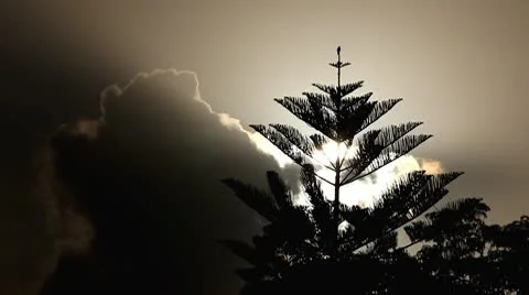 Sun Rose behind the Moving Clouds with the Bird on top of Tree Stock Footage 10588362