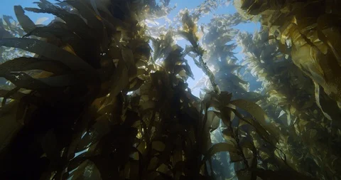 Sun rotating through giant kelp canopy Stock Footage 128910917