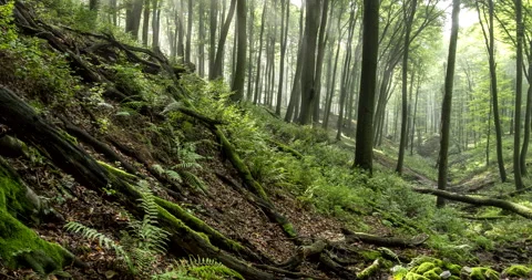 Sun ryse in misty forest walley, timelapse. Stock Footage 132909740