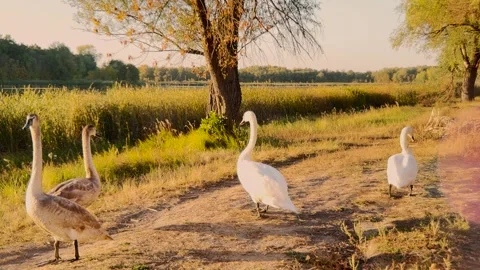 The sun s farewell over a tranquil lake, Swans standing in golden serenity, A Stock Footage 306165134