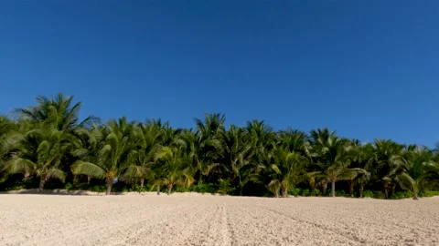 SUN SAND PALMS ON TROPICAL BEACH Video stock 237174357