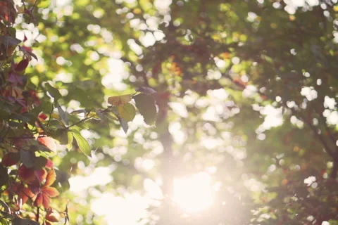 Sun scramble through the trees, steadycam shot, slow motion shot at 240fps Video stock 43150435