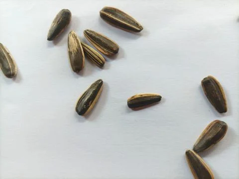Sun seed snack Stock Photos