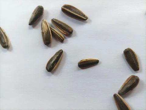 Sun seed snack Stock Photos