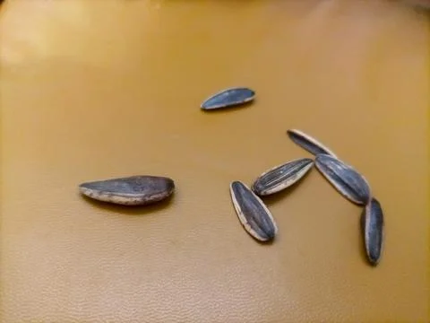 Sun seed snack Stock Photos