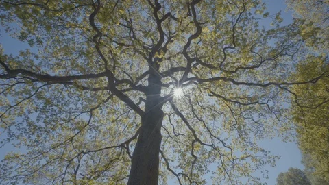 Sun seen between the brunches of single tree Stock Footage 129907496