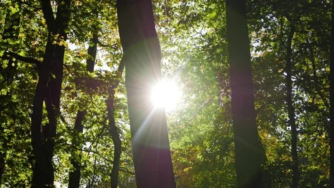 Sun is seen coming out between trees in a forest, tracking shot Stock-Footage 80989634
