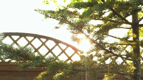 Sun seen through branches of coniferous tree Stock-Footage 89606211