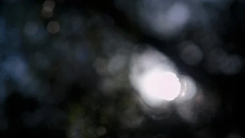 Sun seen through the branches in forest Vidéo 94884559