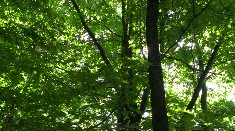 Sun seen through green leaves of trees 스톡 동영상 52994309